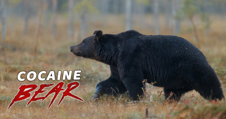 Cocaine Bear: The True Story of the Most Notorious Animal in the Wild & Its Impact on Pop Culture